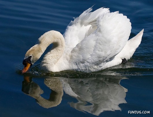 These Swans Will Take Your Breath Away