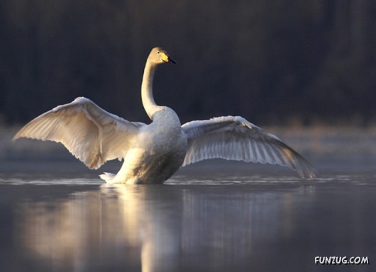 These Swans Will Take Your Breath Away