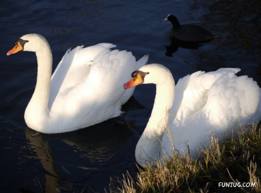 These Swans Will Take Your Breath Away