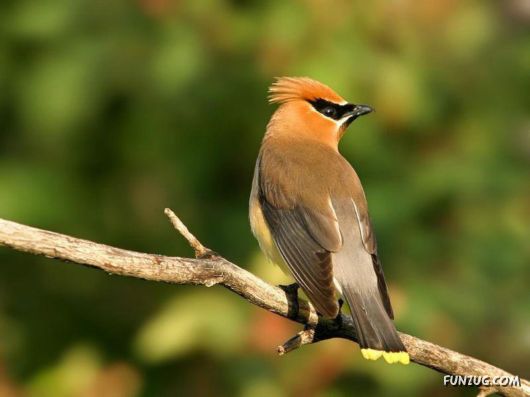 Sweetest Birds Photography