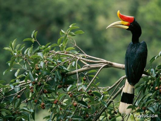 Sweetest Birds Photography