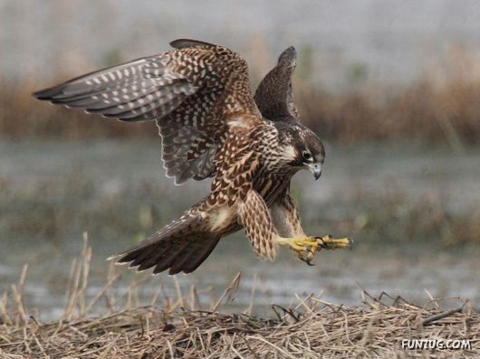 Sweetest Birds Photography