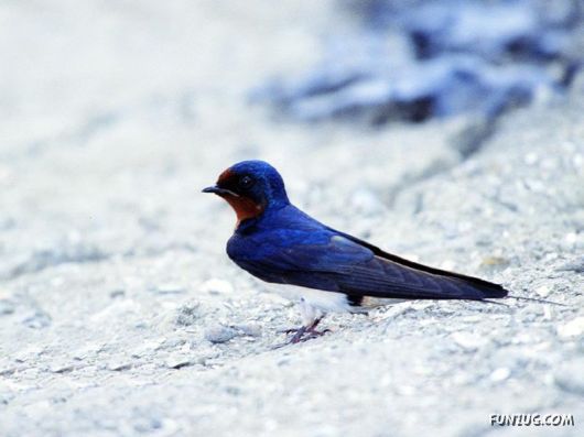 Sweetest Birds Photography
