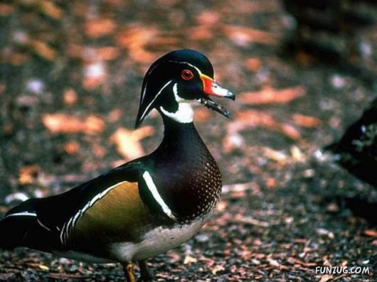 Sweetest Birds Photography