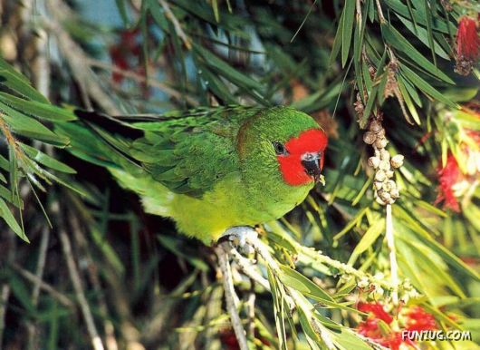 Sweetest Birds Photography