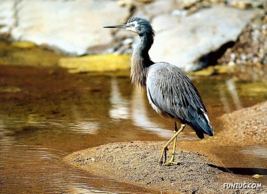 Sweetest Birds Photography