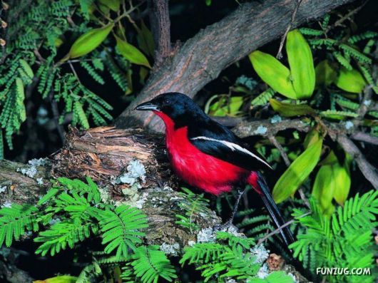 Sweetest Birds Photography