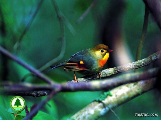 Sweetest Birds Photography