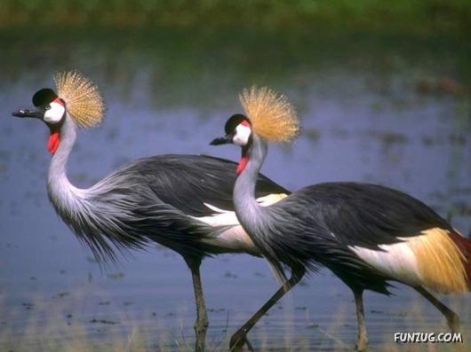 Sweetest Birds Photography