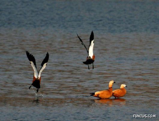 Sweetest Birds Photography
