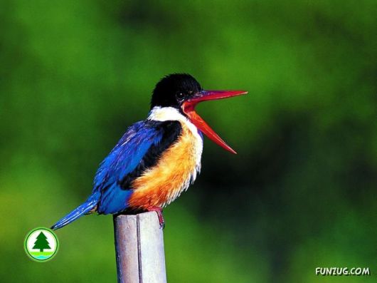 Sweetest Birds Photography