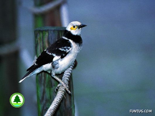 Sweetest Birds Photography