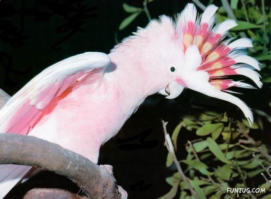 Sweetest Birds Photography