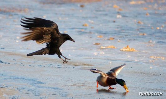 Sweetest Birds Photography