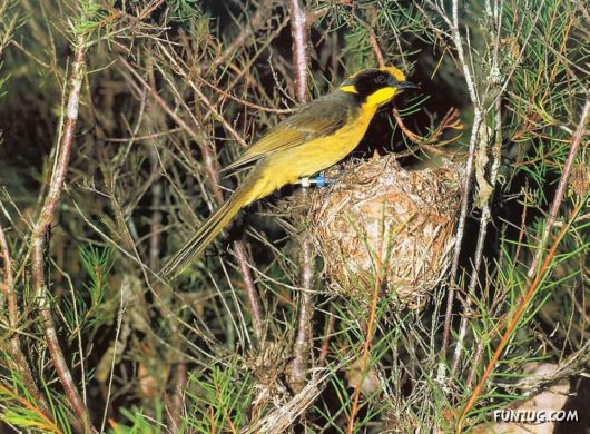 Sweetest Birds Photography