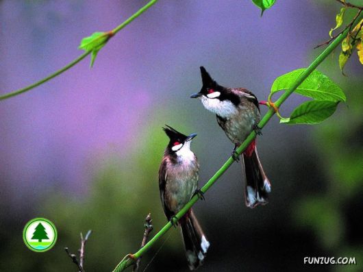 Sweetest Birds Photography
