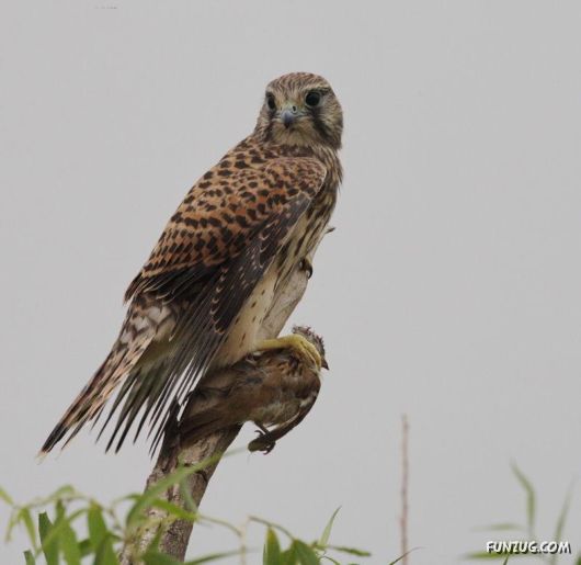 Sweetest Birds Photography