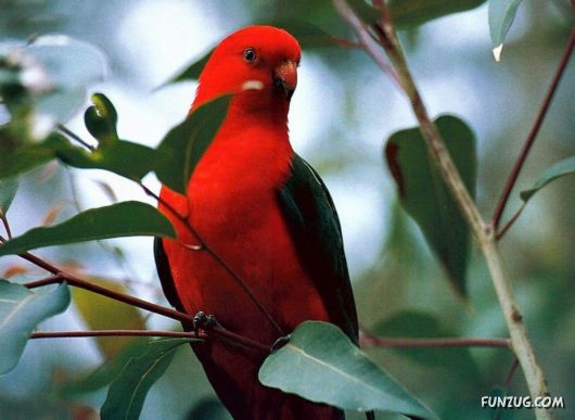 Sweetest Birds Photography