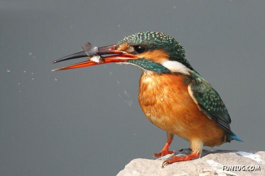 Sweetest Birds Photography