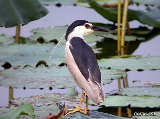 Sweetest Birds Photography