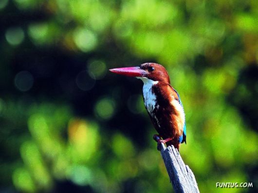 Sweetest Birds Photography