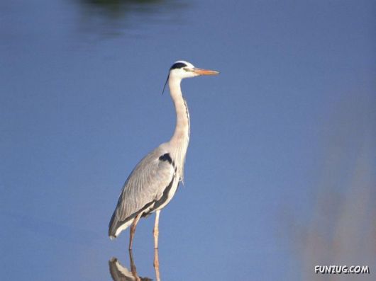 Sweetest Birds Photography