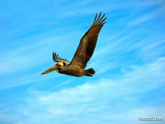 Sweetest Birds Photography