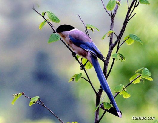 Sweetest Birds Photography