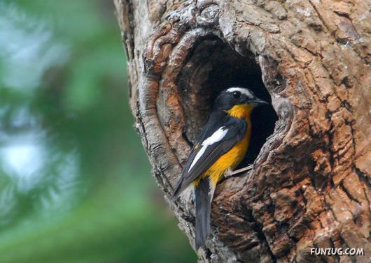 Sweetest Birds Photography