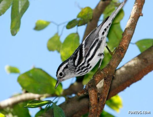 Sweetest Birds Photography