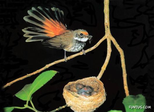 Sweetest Birds Photography