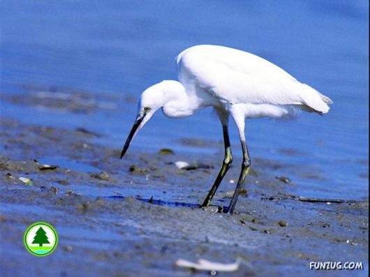 Sweetest Birds Photography