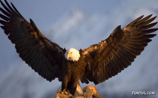 Awesome Wild Life Photography