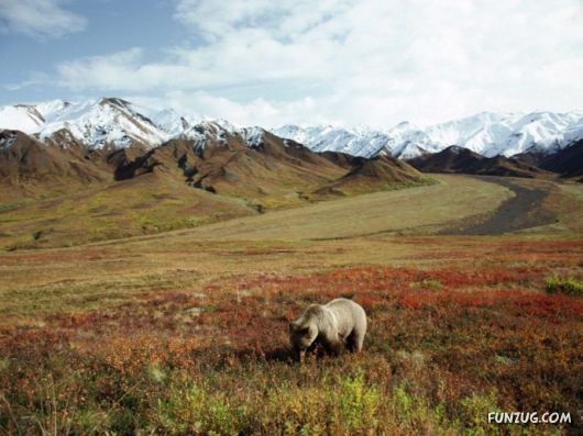 Awesome Wild Life Photography