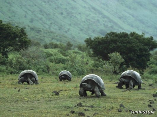 Awesome Wild Life Photography