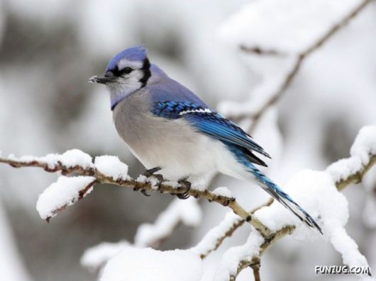 Awesome Wild Life Photography