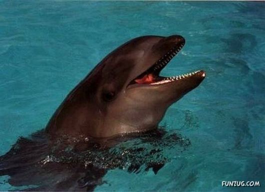 20 Cool Wild Hybrid Animals