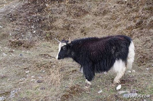 20 Cool Wild Hybrid Animals