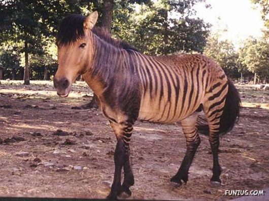 20 Cool Wild Hybrid Animals