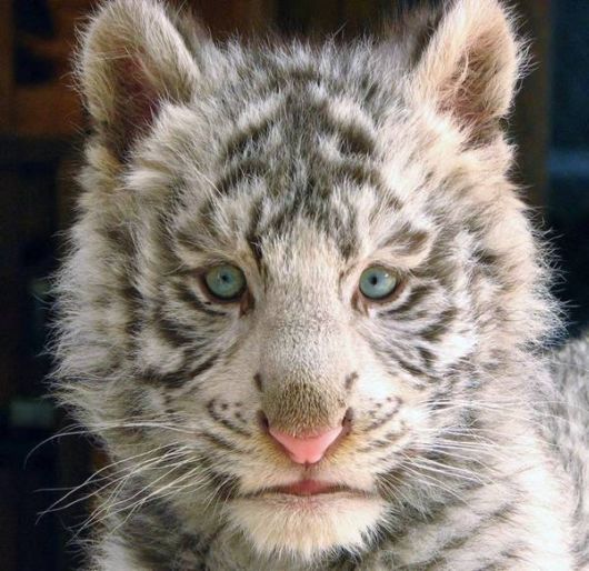 Beautiful Rare White Tigers