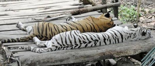 Beautiful Rare White Tigers