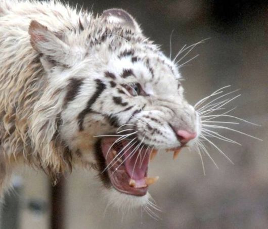Beautiful Rare White Tigers