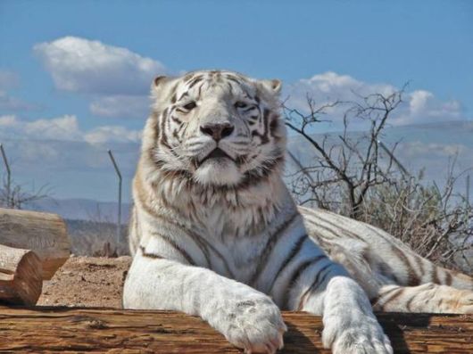 Beautiful Rare White Tigers