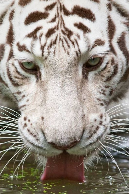 Beautiful Rare White Tigers