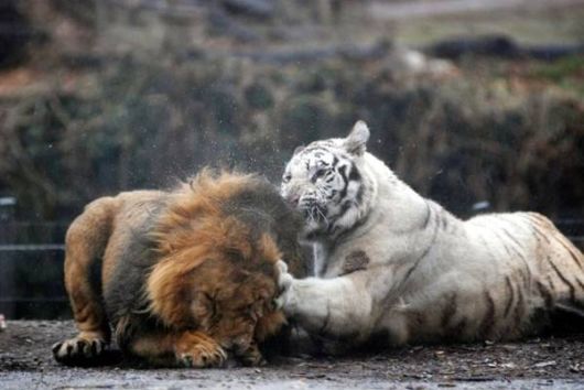 Beautiful Rare White Tigers