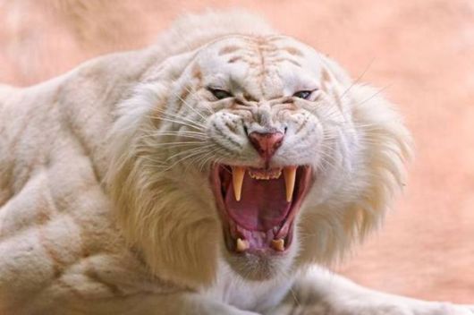 Beautiful Rare White Tigers
