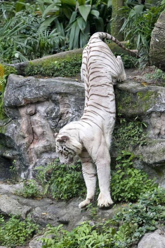 Beautiful Rare White Tigers