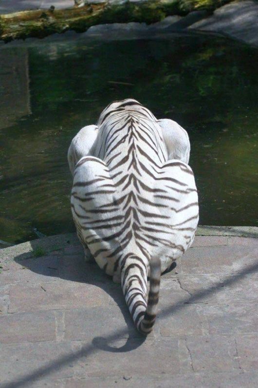 Beautiful Rare White Tigers