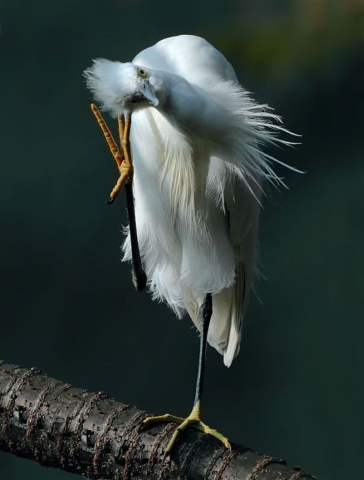 Stunning Bird Photography by John n Fish