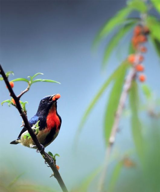 Stunning Bird Photography by John n Fish